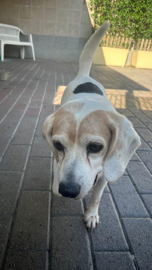 BALOO MINI BEAGLE Foto 9